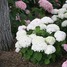 Invincibelle Wee White? - Smooth hydrangea - Hydrangea arborescens Flower Delivery
