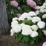 Invincibelle Wee White? - Smooth hydrangea - Hydrangea arborescens Flower Delivery
