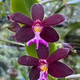 Orchid Trichoglottis atroperpurea Tropical Hanging Plant