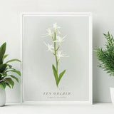 Unframed Fen Orchid Print. Norfolk Fen Orchid Print, Norfolk Wildflower Print. Liparis loeselii Print. Easter flower wall decor.