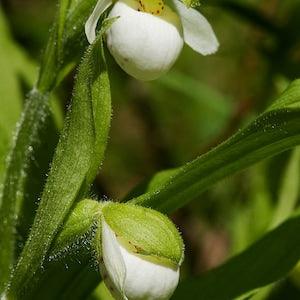 Sparrowegg  Lady's Slipper Unfurling
