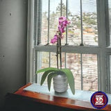 Elegant Orchid Vase, Unique Flower Pot, Modern Plant Holder, Contemporary Floral Display, Exquisite Orchid Container, 3D Printed