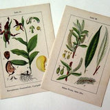 Set of two antique flowers color lithograph, 1905 orchid plant print, plants botanica, ady's-slipper orchid and Salix albaengraving .