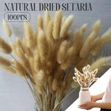 100x Rabbit Tail Grass Bunny Tails Dried Flowers Plant Stems Vase Decor Bouquet