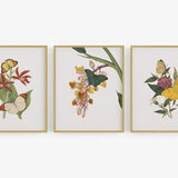 Set of Three Botanical Orchid & Butterfly Art Prints / Botanical Art / Flower Art / Butterfly Art / Nursery Art / Orchid Art / Art