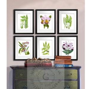 Orchids Fern Botanical Art Print set of 6 Unframed Wall Decor Prints #6B01