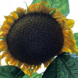 Mammoth GIANT SUNFLOWER SEEDS attracts Butterflies Bees Birds from Dizzy Bees Urban Garden