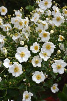 Honorine Jobert Anemone (Anemone x hybrida 'Honorine Jobert') at The Growing Place Flower Delivery