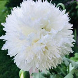 Beautiful unique whit double poppy seeds (more than 100 seeds)