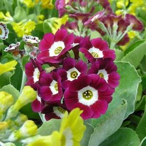 Garden or Border Auricula Seeds - Mixed Colours - Alpine Primula Hybrids - Rock Garden Perennial