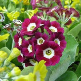 Garden or Border Auricula Seeds - Mixed Colours - Alpine Primula Hybrids - Rock Garden Perennial