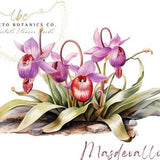 Masdevallia orchid