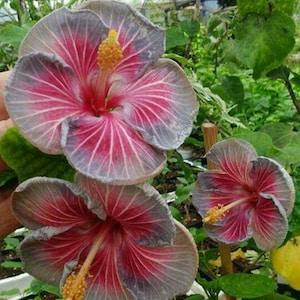 N648 NEW 10 Seeds Hibiscusflowers