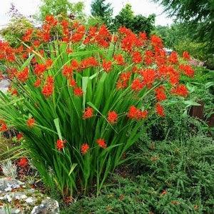 Red Crocosmia Lucifer 50 seeds