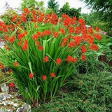 Red Crocosmia Lucifer 50 seeds