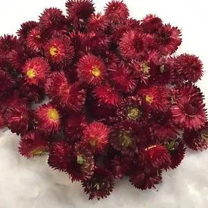 75 SMALL RED DRIED STRAW FLOWERS 2023 HARVEST USA GROWN
