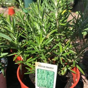 Rosemary Plants - 3 Varieties - 4-6" Rooted Live - Organic - >PRE-ORDER for APRIL 2024<...
