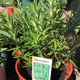 Rosemary Plants - 3 Varieties - 4-6" Rooted Live - Organic - >PRE-ORDER for APRIL 2024<...