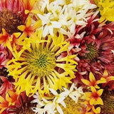 Double Sunset aka Lorenziana Blanket Flower Gaillardia Heirloom Annual Flower Seeds