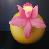 Mapplethorpe Pink Orchid with Orange modern photograph Y Portfolio framable art Valentines Beautiful Blooms