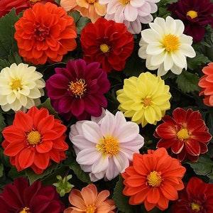 20 Seeds Figaro Mix Dahlia Seeds