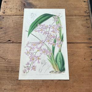 Bird's Beak Oncidium Orchid, Original 1841 Hand-Colored Curtis Engraving, Antique Botanical Print