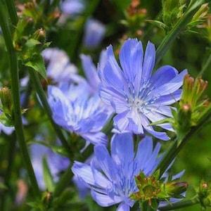 Chicory Flower Seeds,  "COOL BEANS N sprouts" Brand. Home Gardening.