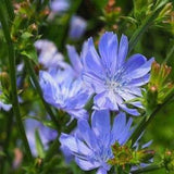 Chicory Flower Seeds,  "COOL BEANS N sprouts" Brand. Home Gardening.