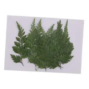 12  Pressed Dried Flower Leaves for Jewelry Making