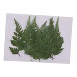 12  Pressed Dried Flower Leaves for Jewelry Making