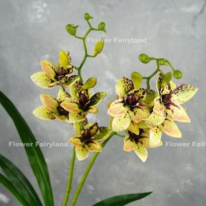 Faux Cymbidium Hybrid Orchid | High Quality Artificial Flower | DIY Floral | Wedding/Home Decoration | Gifts - Green