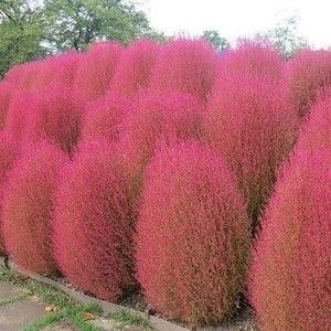 Kochia Burning Bush (Kochia Trichophylla) Seeds