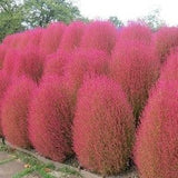Kochia Burning Bush (Kochia Trichophylla) Seeds