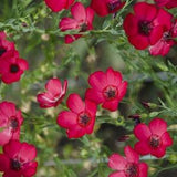 Scarlet Flax Flower Seeds Canada, Red Flax, Lin Rouge, Annual Flower Seeds, Wildflower Seeds, Seed Packets Canada, Pink Flax Seeds