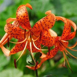 50+ Lilium Turks Cap Lily Flower Seeds / Perennial.#4936