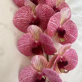 Artificial Orchid, Make your own Plant, Christmas Gift, Real Look Orchids, Pink Striped Orchid, Phalaenopsis, Artificial Faux Orchid Flower