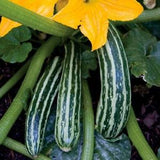 Zucchini Seeds  -  