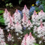 20 Heartleaf Foamflower Seeds, Foam Flower, Wherry??s, Tiarella Wherryi, Shade Indoor plant TI2020