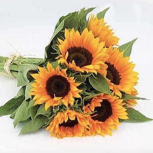10 seeds / Winter Zohar Organic Sunflower Seeds / Single Stem Sunflower / Flower Seeds / Sunflower Bouquet / Single Stem Sunflower / (#30)