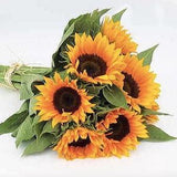 10 seeds / Winter Zohar Organic Sunflower Seeds / Single Stem Sunflower / Flower Seeds / Sunflower Bouquet / Single Stem Sunflower / (#30)