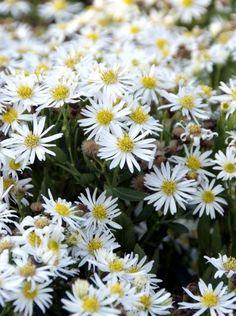 Vaste planten | Appeltern Adventure Gardens Flower Delivery