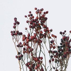 Japanese Rose Berry with Needle, A crushed fruit, also known as rose hips. Dried flower ,home decor,wedding decor,Flower arrangement