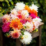 Dahlia ??actus Mix Seeds - Dahlia variabilis - Annual Flower Seeds -
