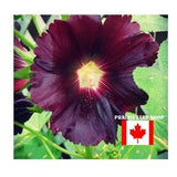 GIANT Burgundy Hollyhock Flower Seeds Canada, Alcea Rosea, Zone 3 4 5 6, Tall Hardy Heirloom, Attracts Pollinators, Self Seeding Perennial