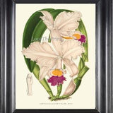 Orchid Flower Print Wall Art Botanical H441 Beautiful Antique White Pink Yellow Purple Flower Plant Tropical Home Wall Room Decor to Frame