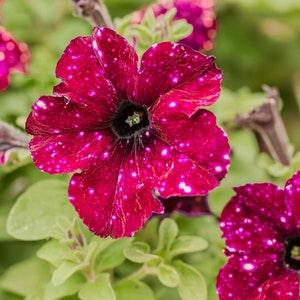 Galaxy Petunia Seeds | Night Sky Petunia | Red | 50 Seeds | Rare Flowers | Home Garden | Gardening | Flower Seeds | Hanging Basket