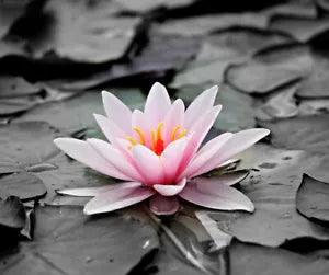 3??? Beautiful Water Lily Sticker Lotus Bloom Pink Plant Flower Pond Monochromatic