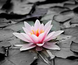 3??? Beautiful Water Lily Sticker Lotus Bloom Pink Plant Flower Pond Monochromatic