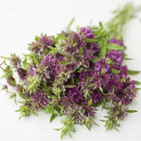 Bergamo Bee Balm Bergamot Seeds Monarda hybrida Bergamo Cut Flower Bouquet Dizzy Bees Urban Garden *Combined Shipping *