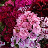 DOUBLE FLOWERS SWEET William Dianthus Barbatus Hardy Perennial 100 Seeds